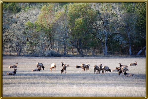 Home - Benson Ranch Miniature Donkeys, LLC