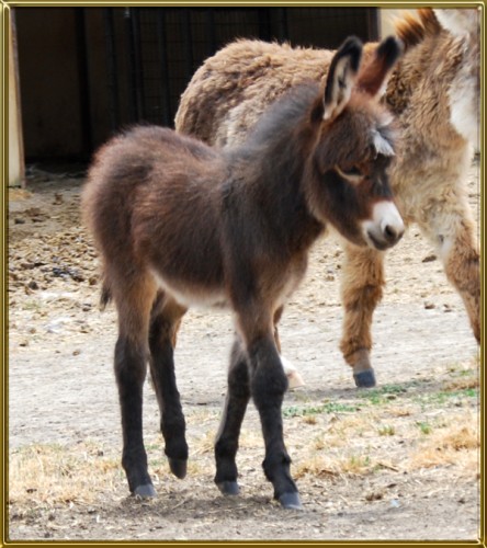 Heiken's Ark Rebecca - For Reference Only - Benson Ranch Miniature Donkeys