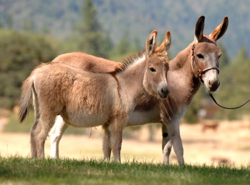 Reference Sire: BR Caliente' - Benson Ranch Miniature Donkeys