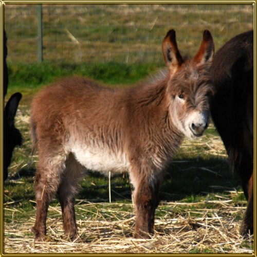 Circle C Justine - Benson Ranch Miniature Donkeys