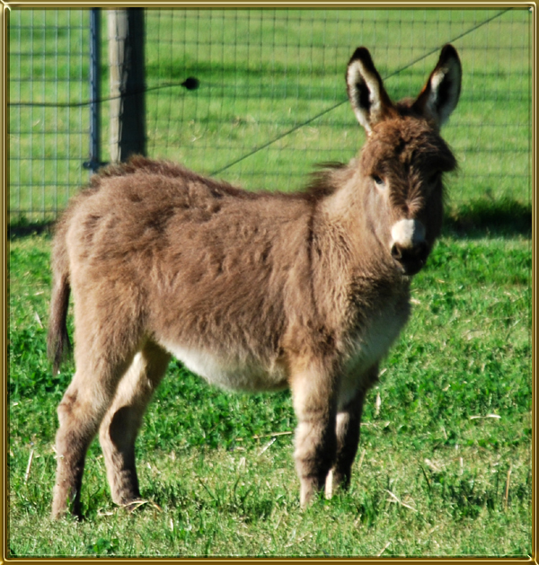 Reference Sire: Circle C Silverado - Benson Ranch Miniature Donkeys