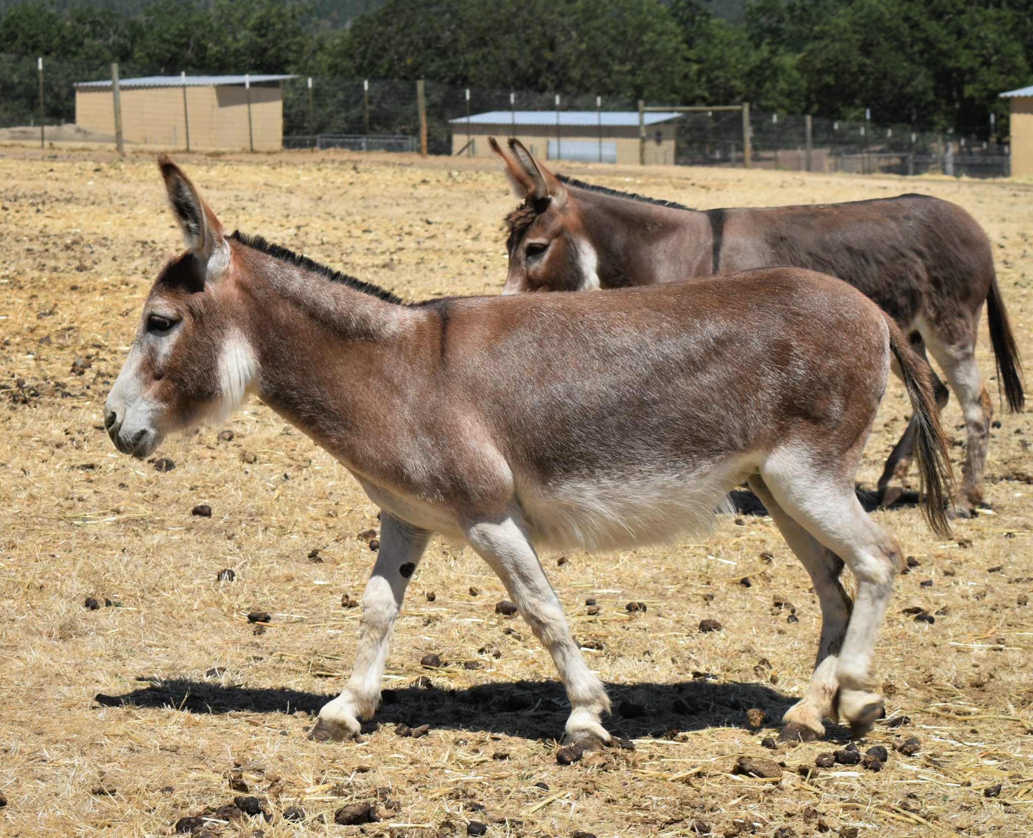 Jennets - Benson Ranch Miniature Donkeys, LLC