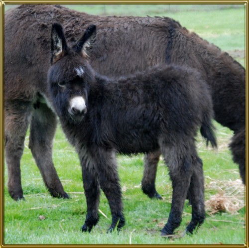 Circle C Avaline - Benson Ranch Miniature Donkeys