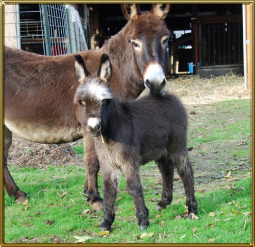 Foals of 2015 - Benson Ranch Miniature Donkeys, LLC
