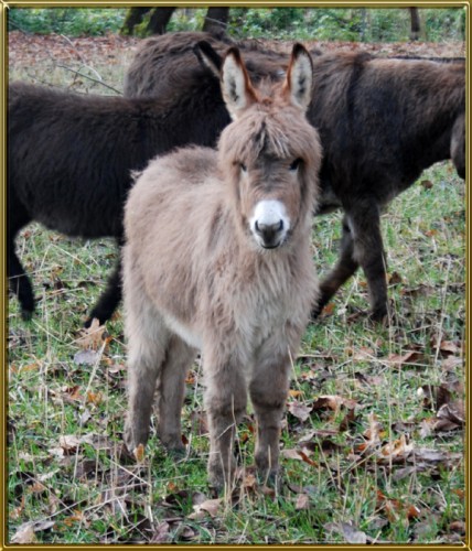 Jacks - Benson Ranch Miniature Donkeys, LLC