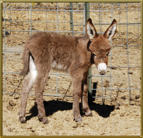 BR Kriselle Benson Ranch Miniature Donkeys