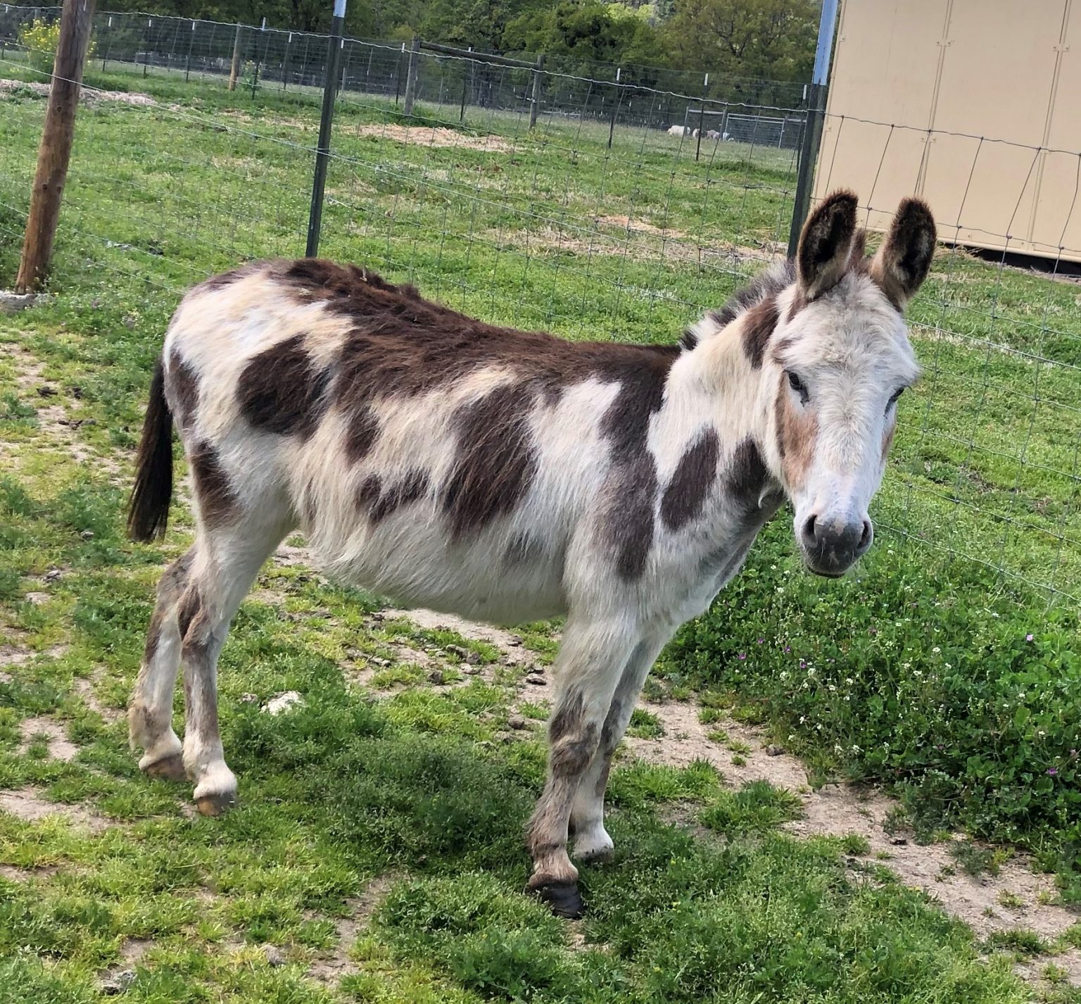 Jennets - Benson Ranch Miniature Donkeys, LLC